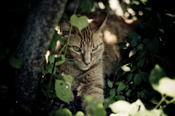 Картинка животные коты отдых тень заросли морда кошка