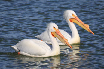 Картинка животные пеликаны вода