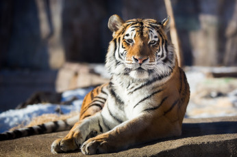 Картинка животные тигры амурский отдых кошка