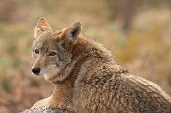 Картинка животные волки +койоты +шакалы рыжий зверь волк взгляд