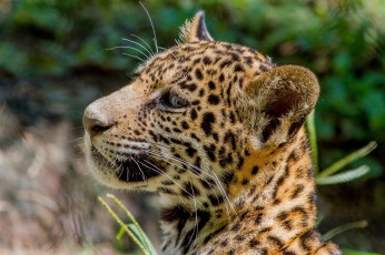 Картинка животные Ягуары кошка свет профиль морда детеныш
