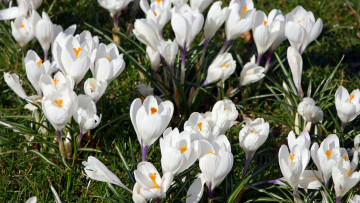 Картинка цветы крокусы трава белые поляна весна