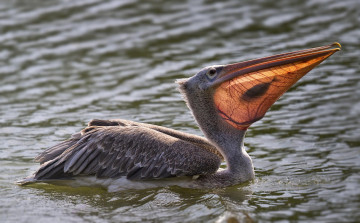 Картинка животные пеликаны рыбка пеликан птица вода еда улов