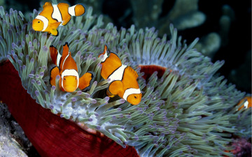Картинка животные рыбы глубина океан вода губка море кораллы рыбка