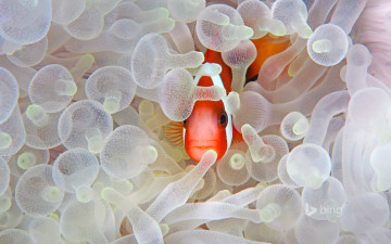 Картинка животные рыбы клоун вода актиния щюпальци море рыбка
