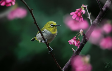 Картинка разное компьютерный+дизайн природа птица цветы ветка