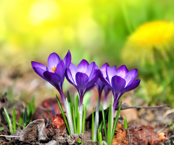 Обои картинки фото цветы, крокусы, purple, meadow, crocus, flowers, spring