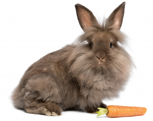 Обои картинки фото животные, кролики,  зайцы, фон, кролик, морковь