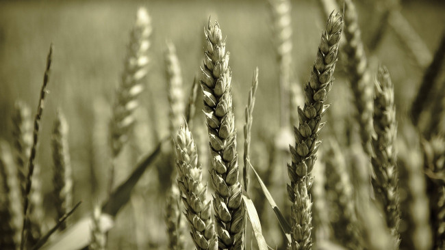 Обои картинки фото природа, поля, пшеница, колосья, зерно, поле