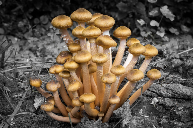 Обои картинки фото природа, грибы, осень, лес, опята