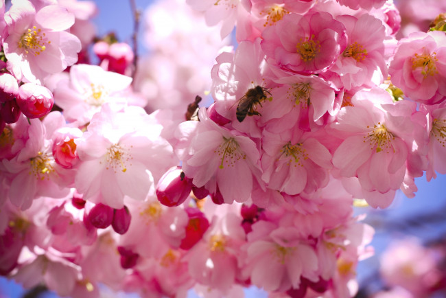 Обои картинки фото цветы, сакура,  вишня, пчела, весна