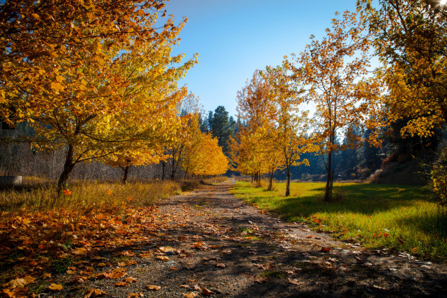 Обои картинки фото природа, дороги, листва, дорога, осень, лес