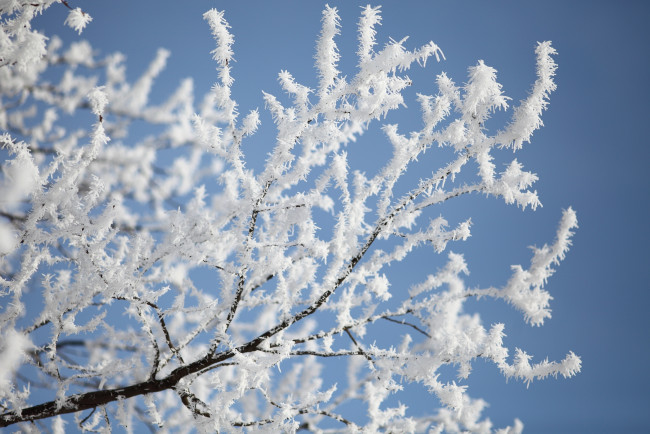 Обои картинки фото природа, зима, небо, изморозь, ветка, снег