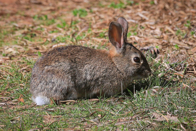 Обои картинки фото животные, кролики,  зайцы, заяц, русак