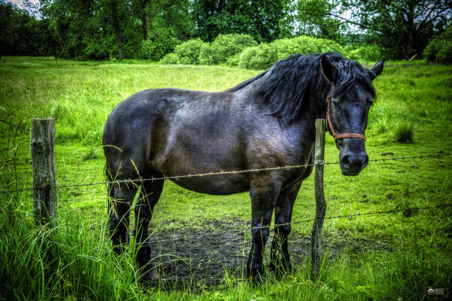 Обои картинки фото животные, лошади, зелень, ограда, конь, лето