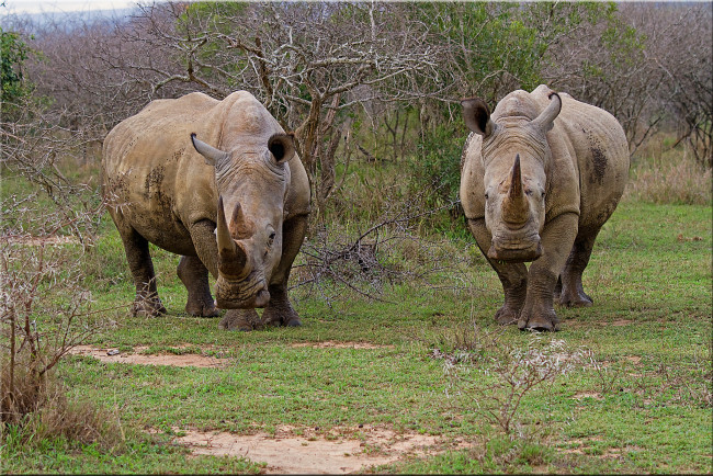Обои картинки фото животные, носороги, пара