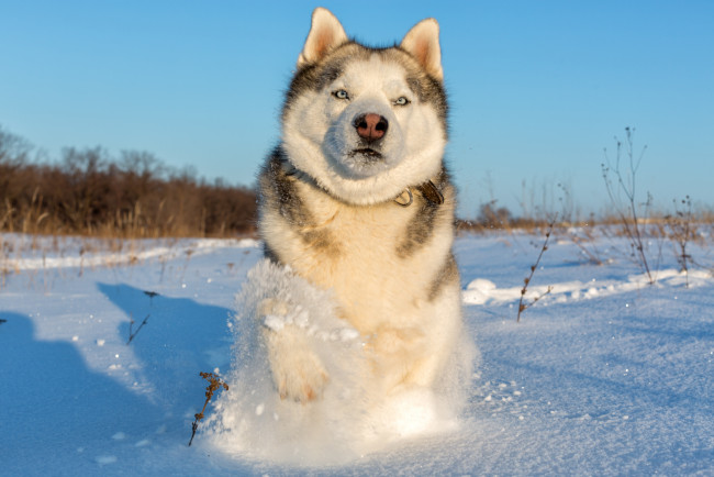 Обои картинки фото животные, собаки, хаски, снег
