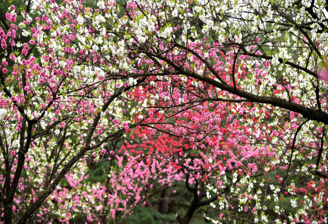 Обои картинки фото цветы, цветущие деревья ,  кустарники, весна, деревья