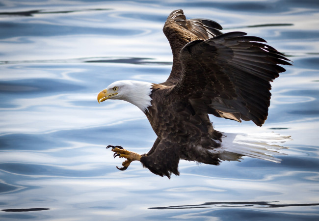 Обои картинки фото животные, птицы - хищники, река, вода, атака, полет, крылья, хищник, орлан