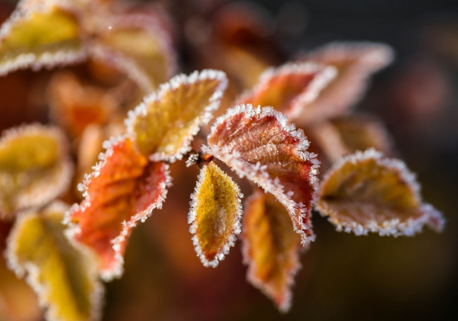Обои картинки фото природа, листья, холод, цвета, макро, изморозь, ветка