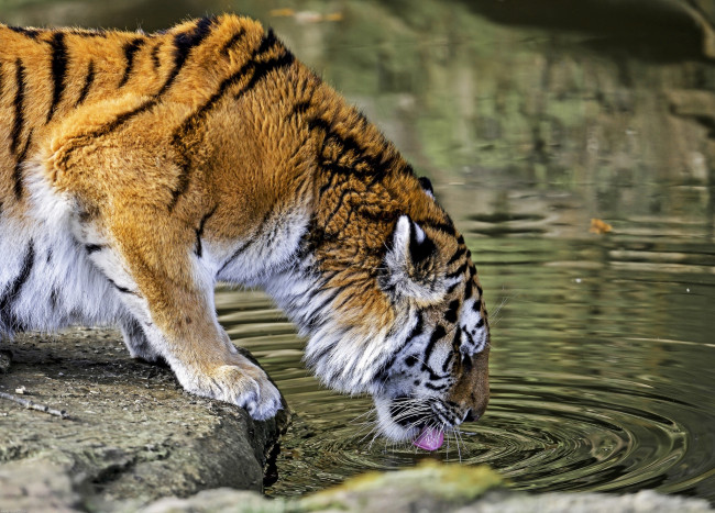 Обои картинки фото животные, тигры, водопой, кошка