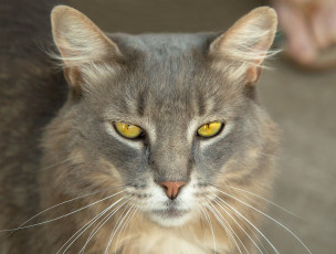 Картинка животные коты киса кот взгляд