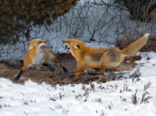 Картинка животные лисы игра