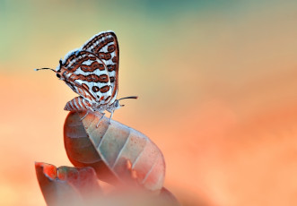 Картинка животные бабочки +мотыльки +моли природа лист насекомое макро бабочка