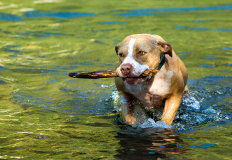Картинка животные собаки вода палка собака озеро брызги