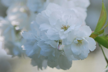 Картинка цветы сакура +вишня макро нежность