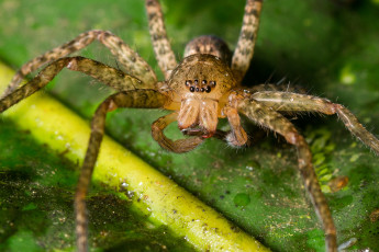 Картинка животные пауки паук насекомое макро