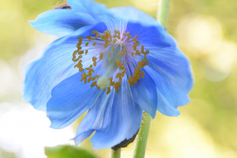 Картинка цветы цветок макро голубой