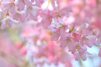 Картинка цветы сакура +вишня размытость макро нежность цветение