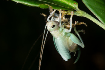Картинка животные кузнечики +саранча кузнечик макро насекомое