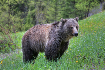 Картинка животные медведи косолапый