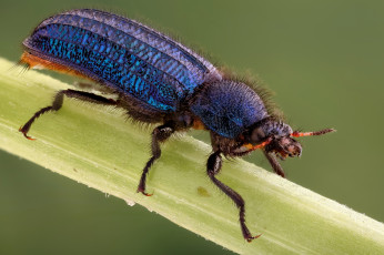 Картинка животные насекомые макро жук насекомое утро фон