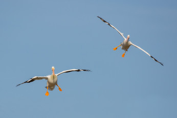 Картинка животные пеликаны небо птицы