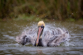 Картинка животные пеликаны птица озеро вода брызги