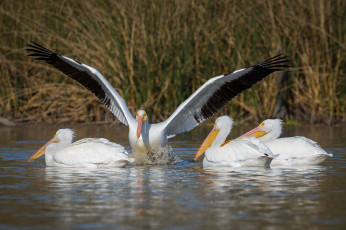 Картинка животные пеликаны птицы озеро брызги