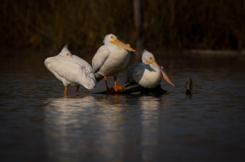 Картинка животные пеликаны птицы озеро трио