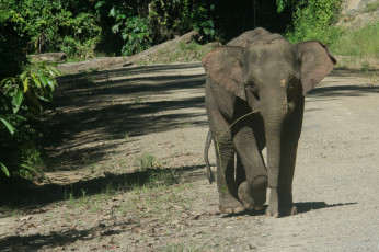 Картинка животные слоны слоненок