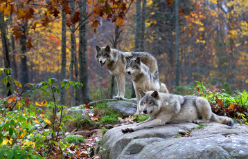 Картинка животные волки +койоты +шакалы стая