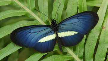 Картинка животные бабочки +мотыльки +моли крылья бабочка макро усики