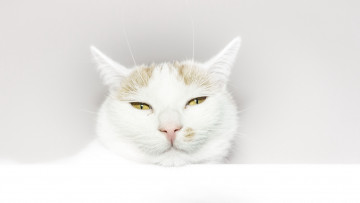 Картинка животные коты киса кот взгляд белый портрет