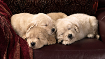 Картинка животные собаки плед отдых кресло сон щенки