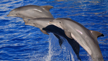 Картинка животные дельфины вода море млекопитающее