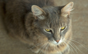 Картинка животные коты фон кошка кот киса коте ушки взгляд