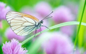 Картинка животные бабочки +мотыльки +моли фон цветок бабочка