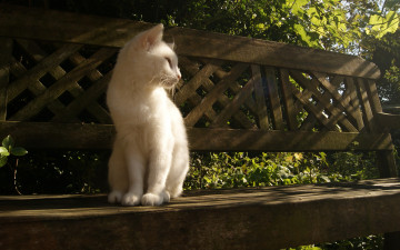 Картинка животные коты свет лучи скамейка сидит белая кошка