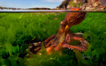 Картинка животные морская+фауна осьминог средиземное море щупальца вода водоросли